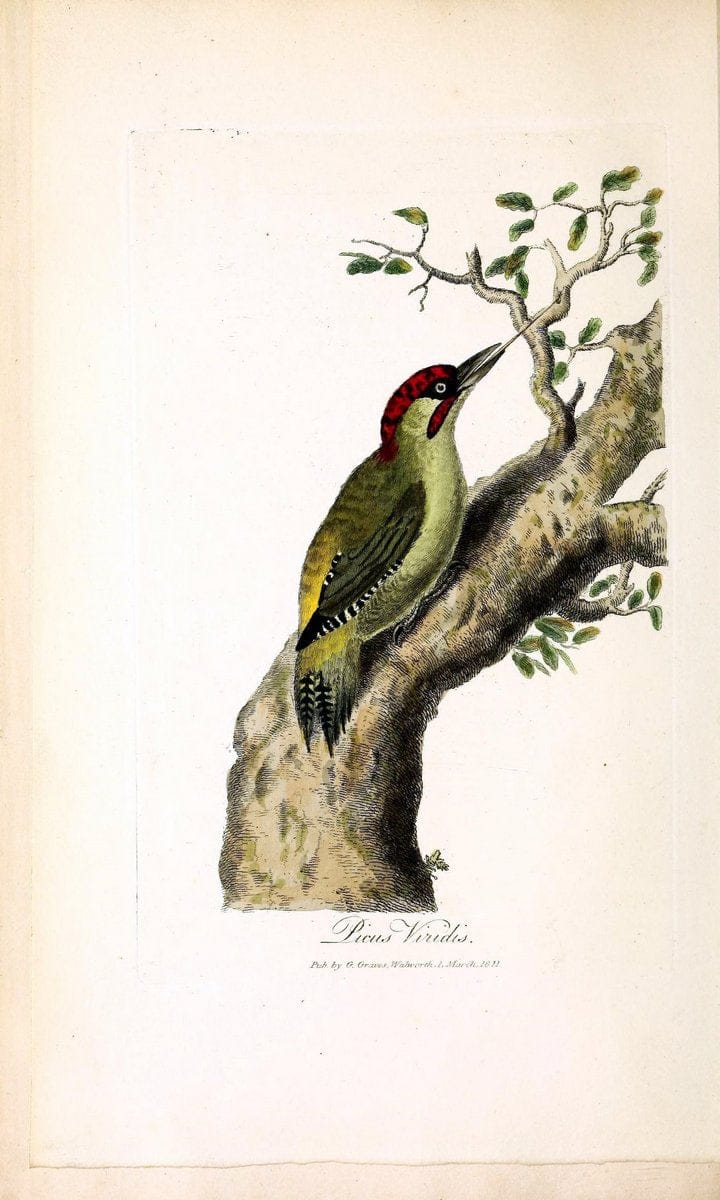 British ornithology :.London :Printed for the author by W. and S. Graves and sold by Sherwood, Neely, and Jones,1821.  | Birds "Great Britain"  | Vintage Print Reproduction 464634