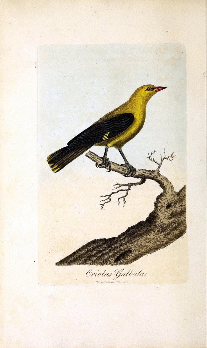 British ornithology :.London :Printed for the author by W. and S. Graves and sold by Sherwood, Neely, and Jones,1821.  | Birds "Great Britain"  | Vintage Print Reproduction 464635