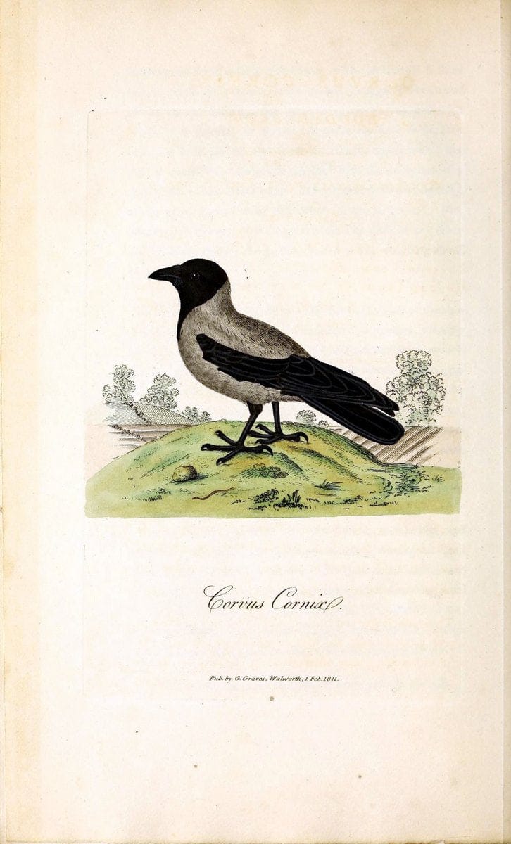 British ornithology :.London :Printed for the author by W. and S. Graves and sold by Sherwood, Neely, and Jones,1821.  | Birds "Great Britain"  | Vintage Print Reproduction 464638