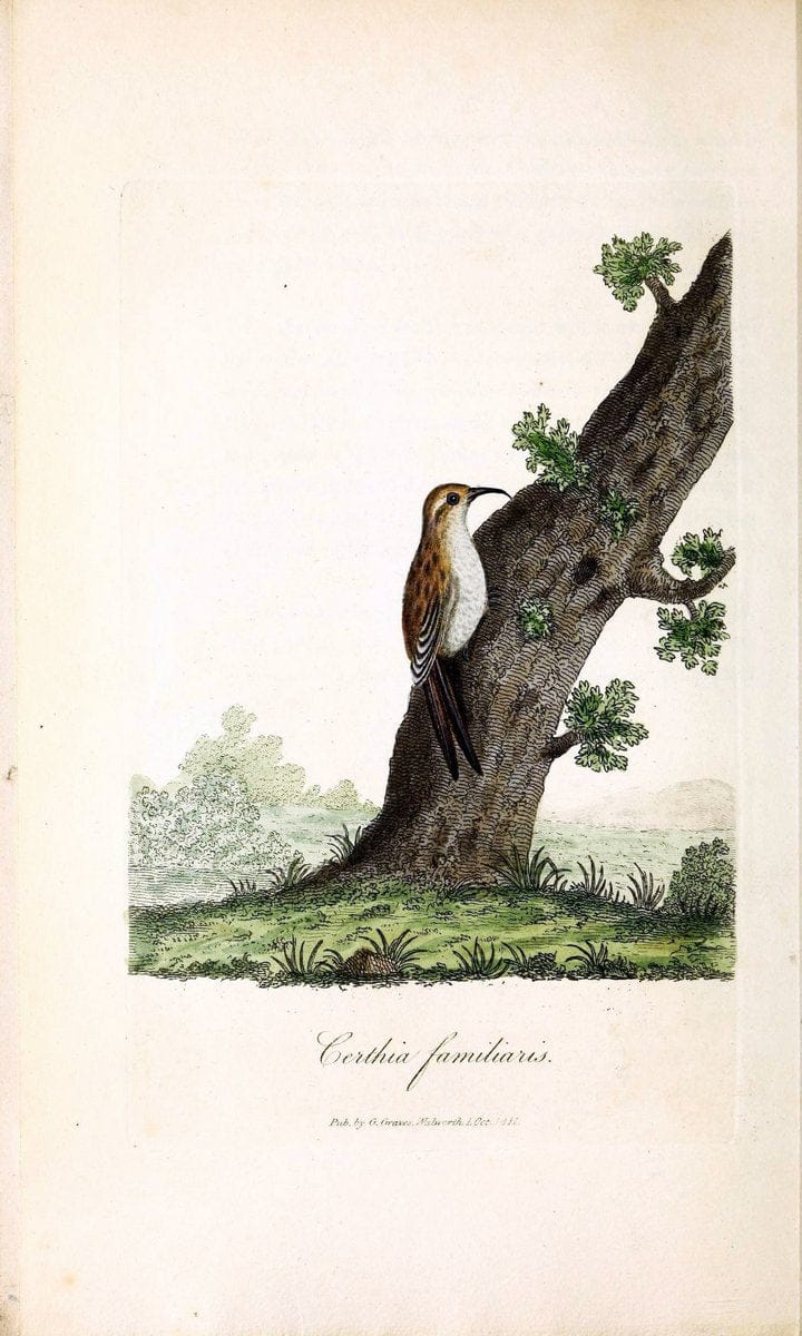 British ornithology :.London :Printed for the author by W. and S. Graves and sold by Sherwood, Neely, and Jones,1821.  | Birds "Great Britain"  | Vintage Print Reproduction 464639