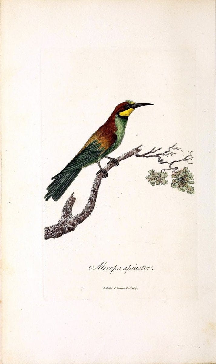 British ornithology :.London :Printed for the author by W. and S. Graves and sold by Sherwood, Neely, and Jones,1821.  | Birds "Great Britain"  | Vintage Print Reproduction 464640