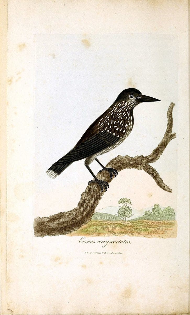 British ornithology :.London :Printed for the author by W. and S. Graves and sold by Sherwood, Neely, and Jones,1821.  | Birds "Great Britain"  | Vintage Print Reproduction 464641