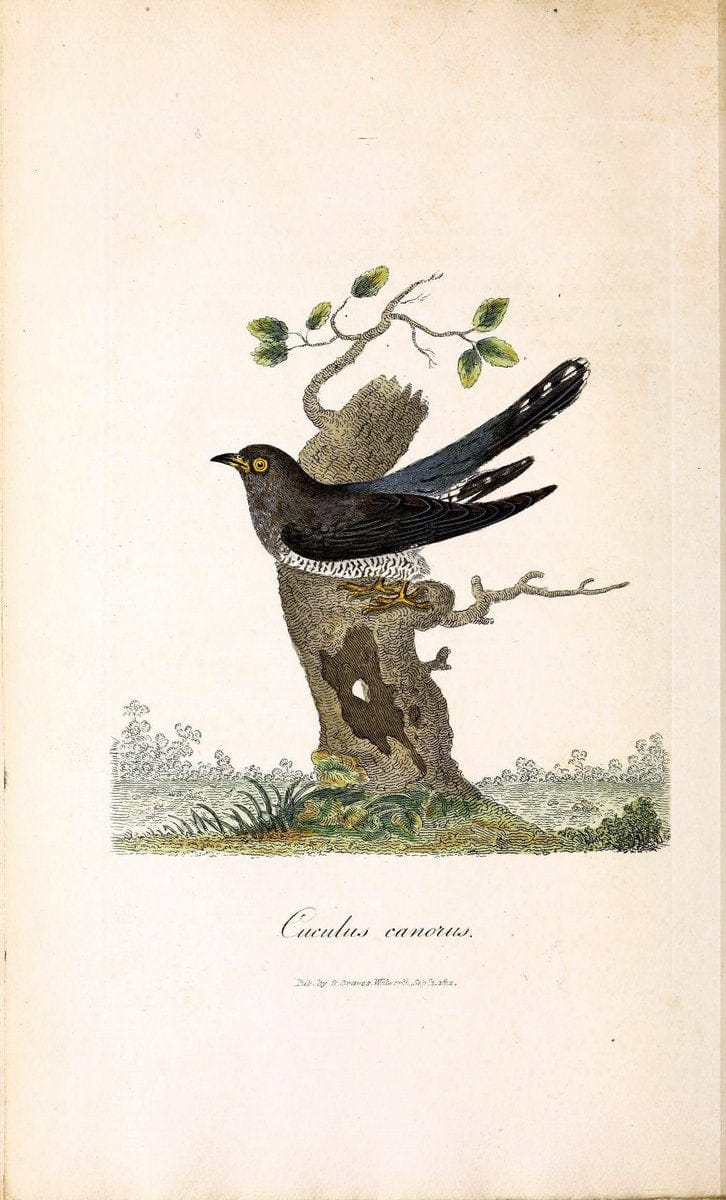 British ornithology :.London :Printed for the author by W. and S. Graves and sold by Sherwood, Neely, and Jones,1821.  | Birds "Great Britain"  | Vintage Print Reproduction 464643