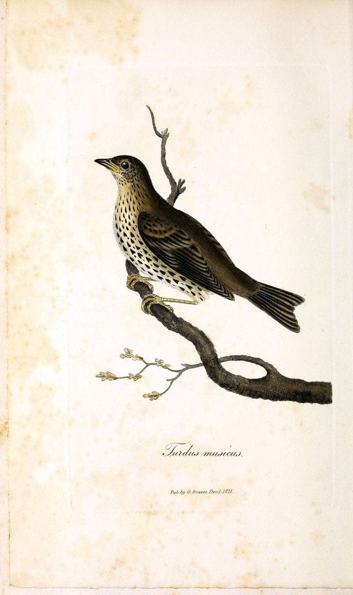British ornithology :.London :Printed for the author by W. and S. Graves and sold by Sherwood, Neely, and Jones,1821.  | Birds "Great Britain"  | Vintage Print Reproduction 464644