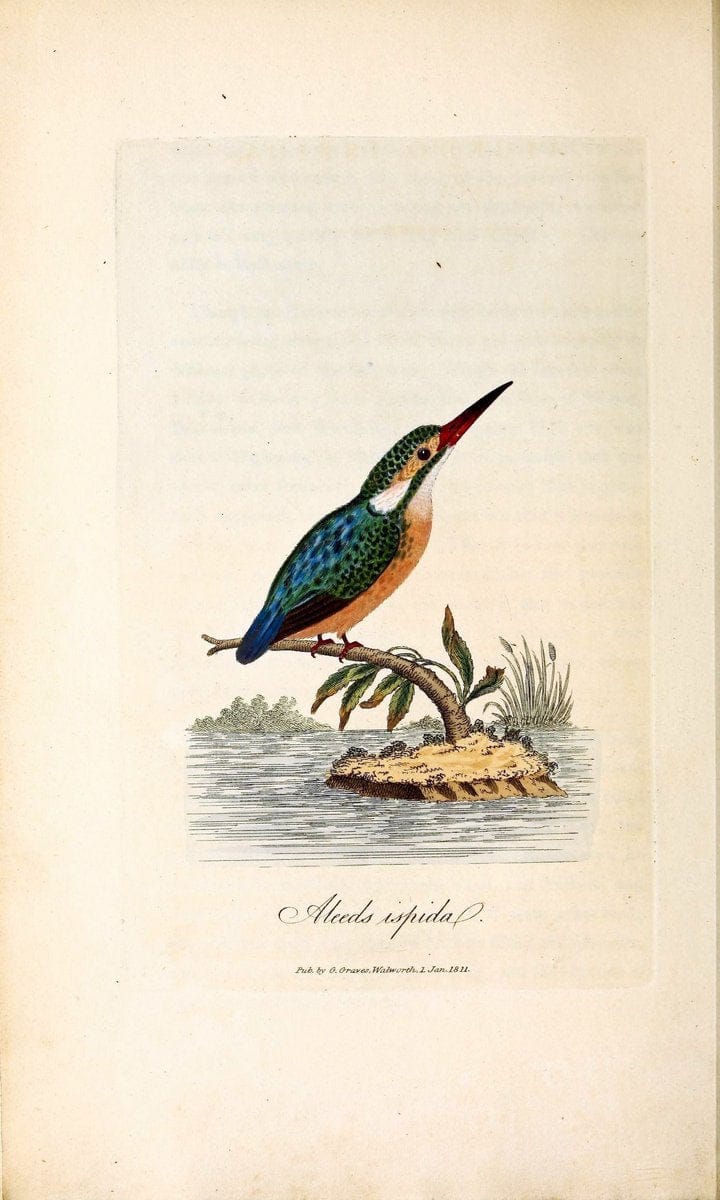 British ornithology :.London :Printed for the author by W. and S. Graves and sold by Sherwood, Neely, and Jones,1821.  | Birds "Great Britain"  | Vintage Print Reproduction 464645