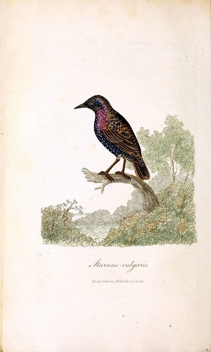 British ornithology :.London :Printed for the author by W. and S. Graves and sold by Sherwood, Neely, and Jones,1821.  | Birds "Great Britain"  | Vintage Print Reproduction 464647