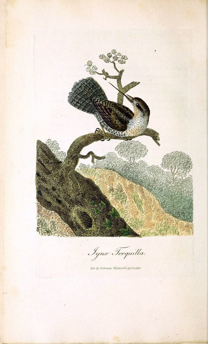 British ornithology :.London :Printed for the author by W. and S. Graves and sold by Sherwood, Neely, and Jones,1821.  | Birds "Great Britain"  | Vintage Print Reproduction 464648