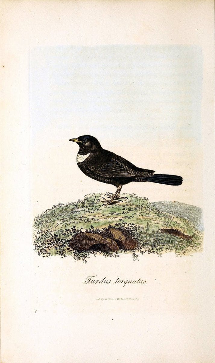 Dragable Image