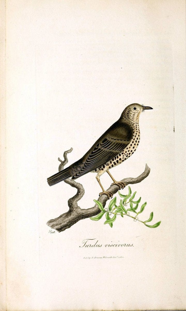 British ornithology :.London :Printed for the author by W. and S. Graves and sold by Sherwood, Neely, and Jones,1821.  | Birds "Great Britain"  | Vintage Print Reproduction 464650