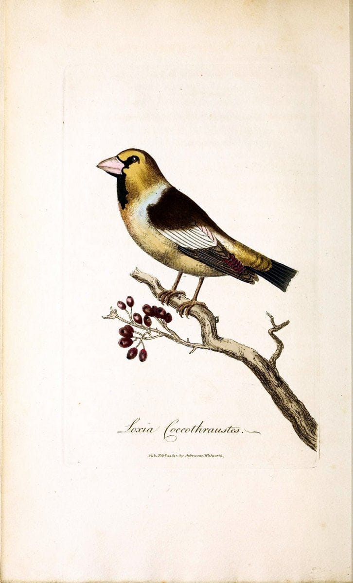 British ornithology :.London :Printed for the author by W. and S. Graves and sold by Sherwood, Neely, and Jones,1821.  | Birds "Great Britain"  | Vintage Print Reproduction 464651