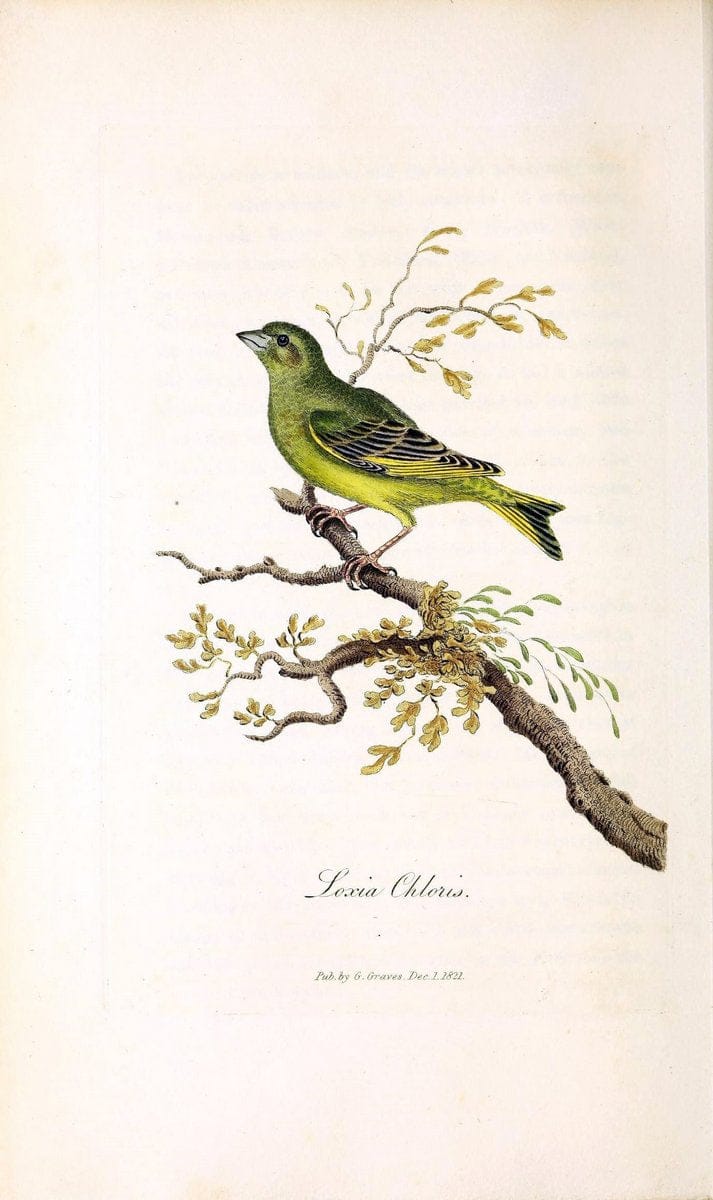 British ornithology :.London :Printed for the author by W. and S. Graves and sold by Sherwood, Neely, and Jones,1821.  | Birds "Great Britain"  | Vintage Print Reproduction 464655