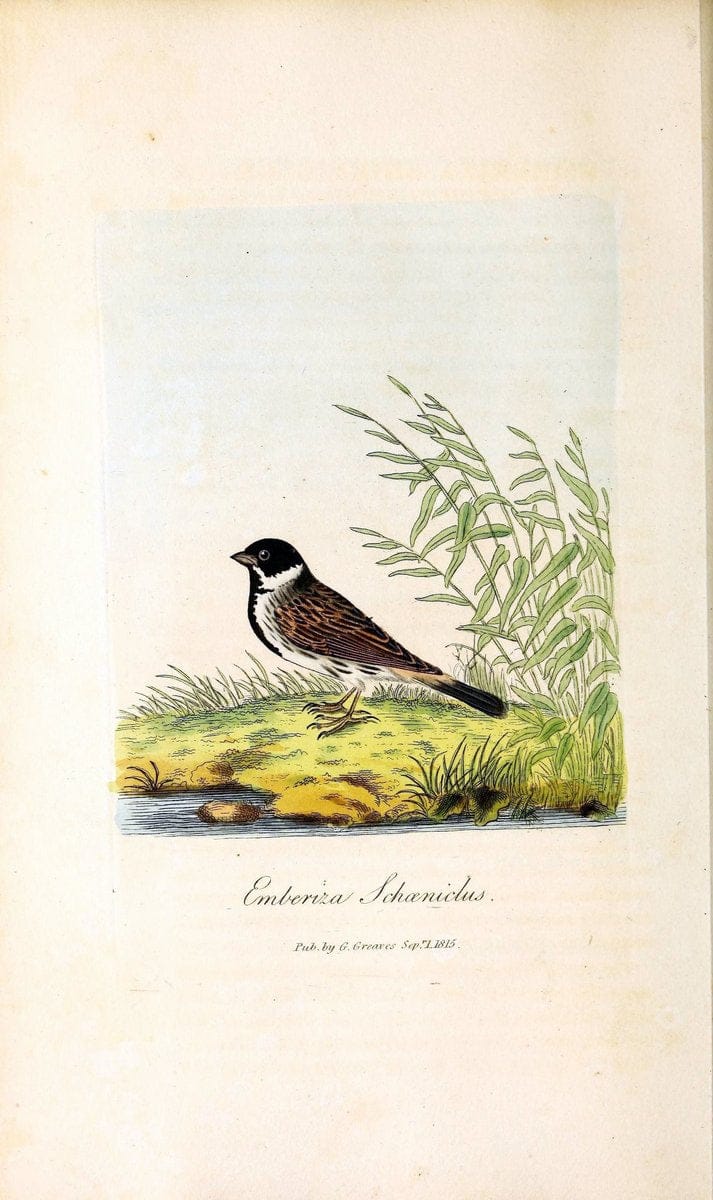 British ornithology :.London :Printed for the author by W. and S. Graves and sold by Sherwood, Neely, and Jones,1821.  | Birds "Great Britain"  | Vintage Print Reproduction 464658