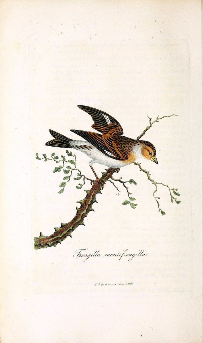 British ornithology :.London :Printed for the author by W. and S. Graves and sold by Sherwood, Neely, and Jones,1821.  | Birds "Great Britain"  | Vintage Print Reproduction 464663