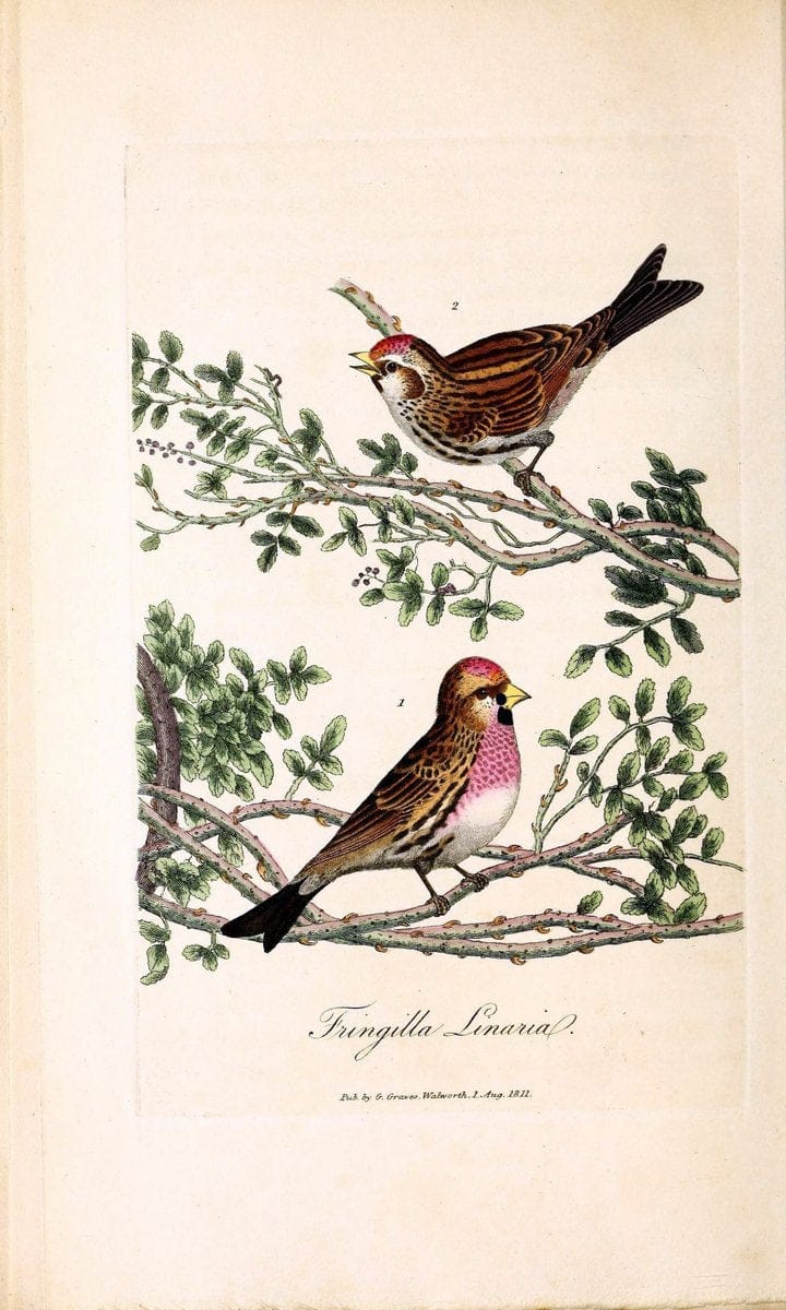 British ornithology :.London :Printed for the author by W. and S. Graves and sold by Sherwood, Neely, and Jones,1821.  | Birds "Great Britain"  | Vintage Print Reproduction 464665