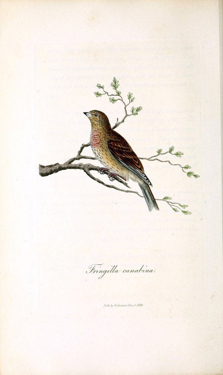 British ornithology :.London :Printed for the author by W. and S. Graves and sold by Sherwood, Neely, and Jones,1821.  | Birds "Great Britain"  | Vintage Print Reproduction 464666