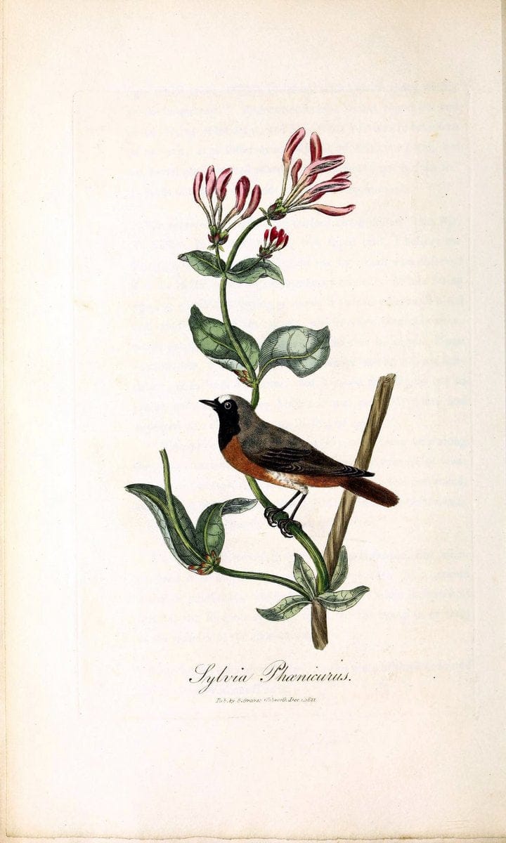 British ornithology :.London :Printed for the author by W. and S. Graves and sold by Sherwood, Neely, and Jones,1821.  | Birds "Great Britain"  | Vintage Print Reproduction 464667