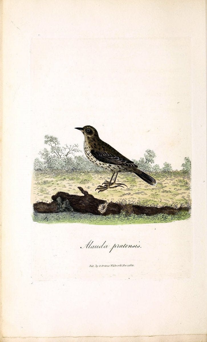 British ornithology :.London :Printed for the author by W. and S. Graves and sold by Sherwood, Neely, and Jones,1821.  | Birds "Great Britain"  | Vintage Print Reproduction 464668