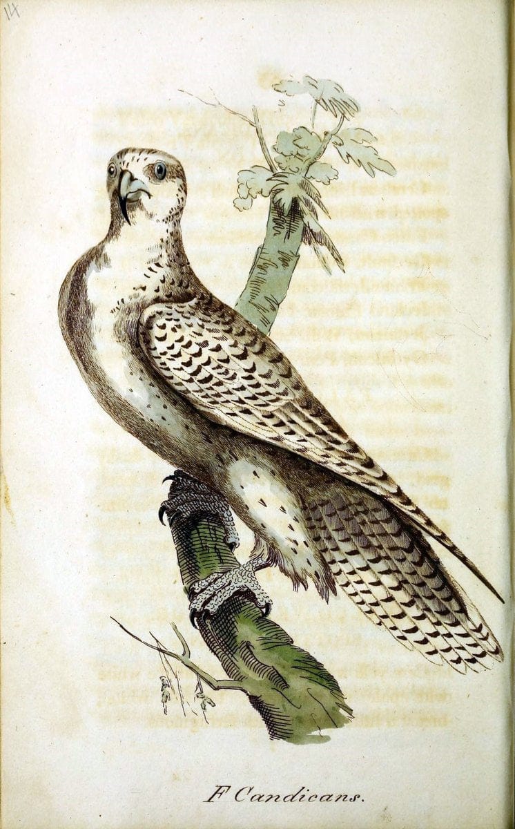 British ornithology :.Norwich :Bacon,1815-22.  | Birds "Great Britain" "Pictorial works"  | Vintage Print Reproduction 464669