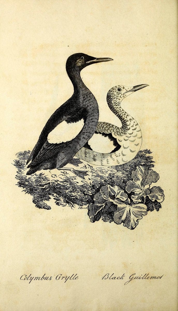 British ornithology :.Norwich :Bacon,1815-22.  | Birds "Great Britain" "Pictorial works"  | Vintage Print Reproduction 464670