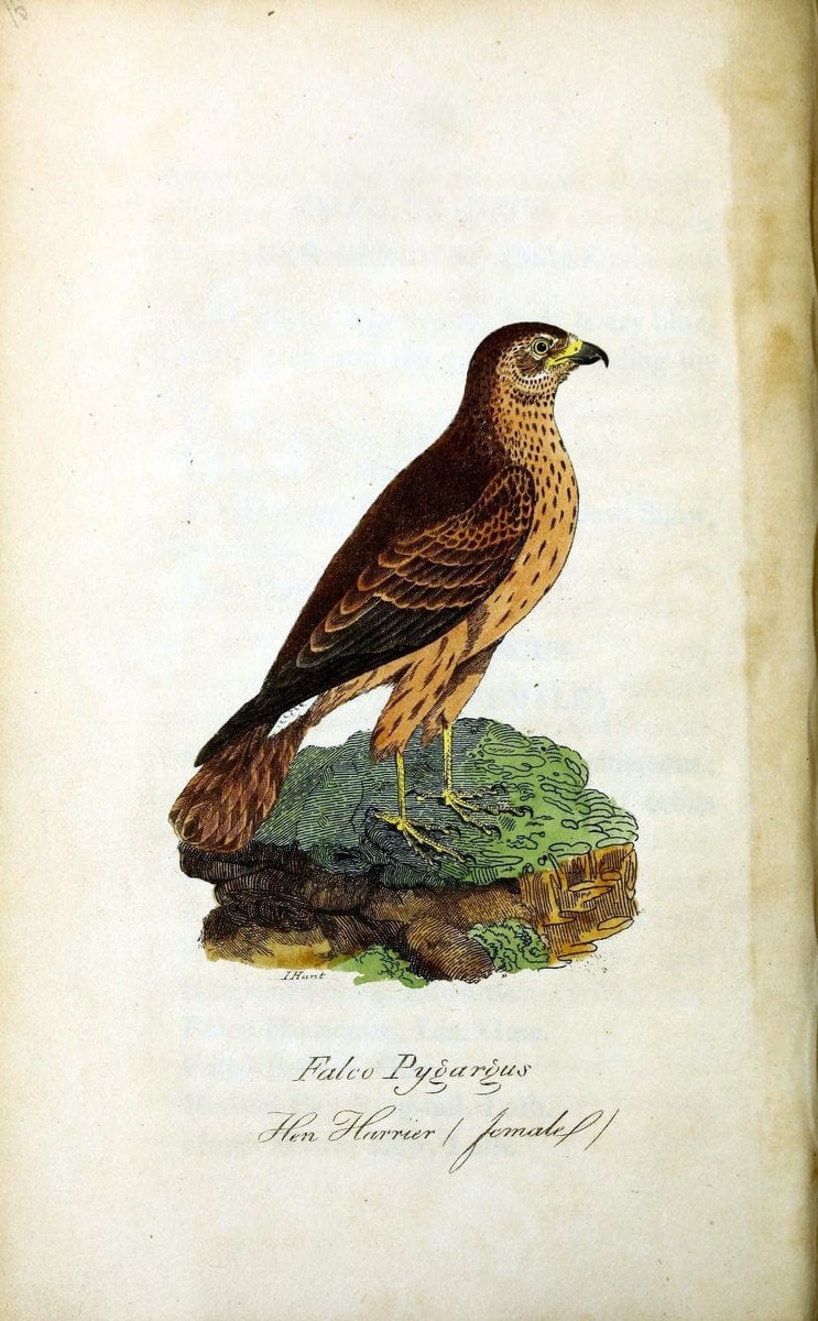 British ornithology :.Norwich :Bacon,1815-22.  | Birds "Great Britain" "Pictorial works"  | Vintage Print Reproduction 464672