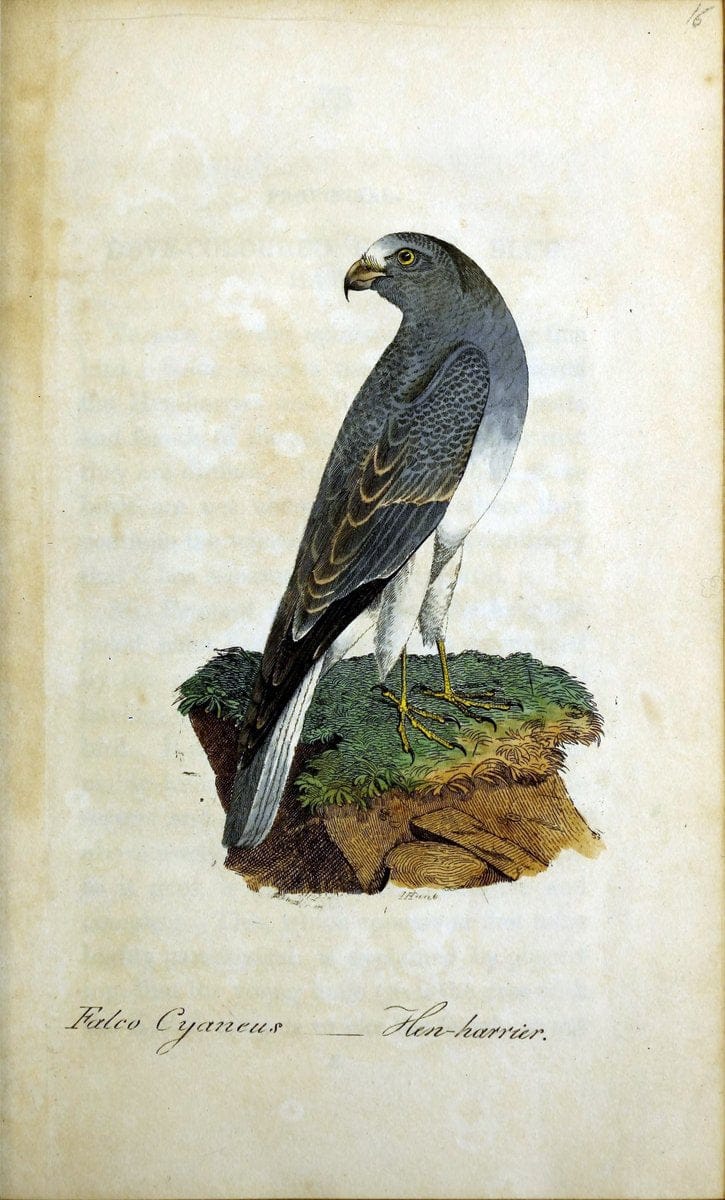 British ornithology :.Norwich :Bacon,1815-22.  | Birds "Great Britain" "Pictorial works"  | Vintage Print Reproduction 464673