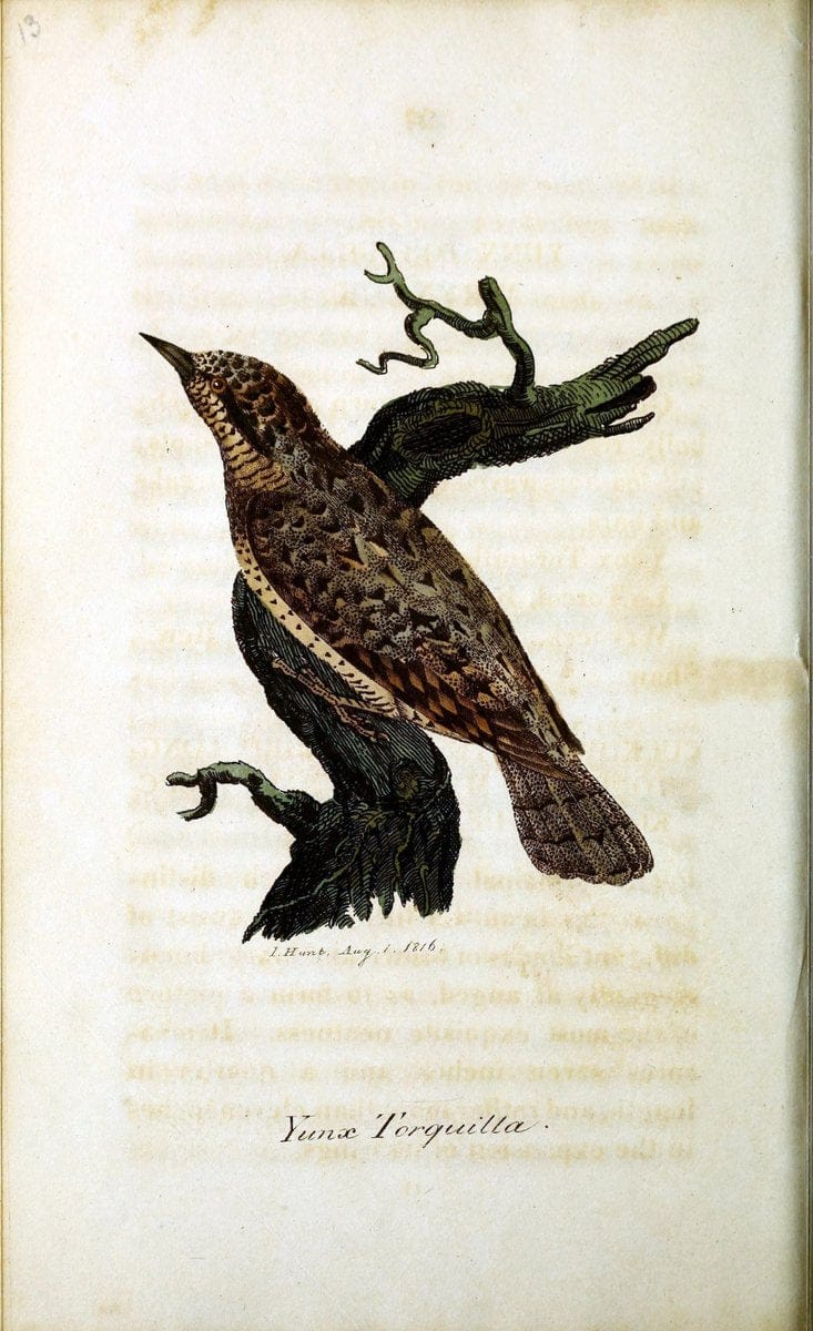 British ornithology :.Norwich :Bacon,1815-22.  | Birds "Great Britain" "Pictorial works"  | Vintage Print Reproduction 464676