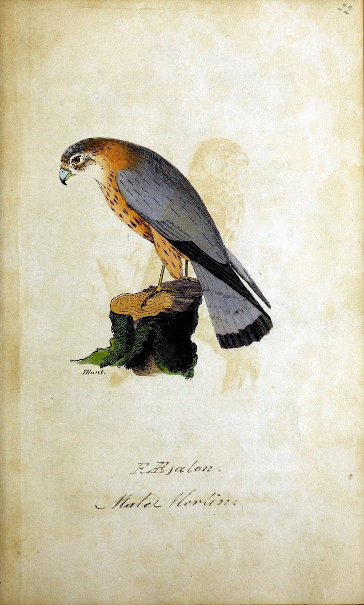 British ornithology :.Norwich :Bacon,1815-22.  | Birds "Great Britain" "Pictorial works"  | Vintage Print Reproduction 464680