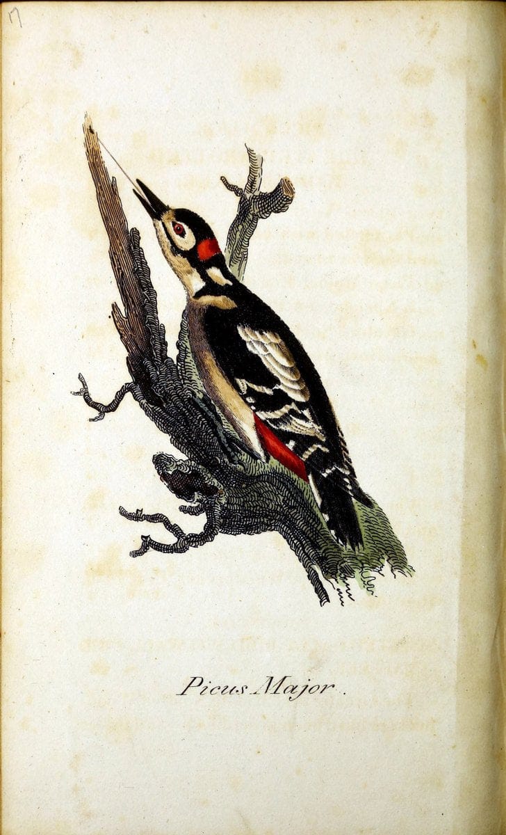 British ornithology :.Norwich :Bacon,1815-22.  | Birds "Great Britain" "Pictorial works"  | Vintage Print Reproduction 464686