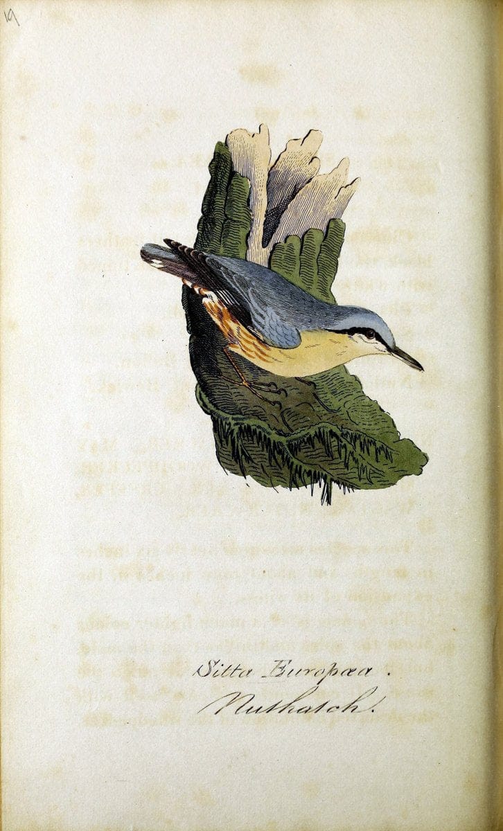British ornithology :.Norwich :Bacon,1815-22.  | Birds "Great Britain" "Pictorial works"  | Vintage Print Reproduction 464688