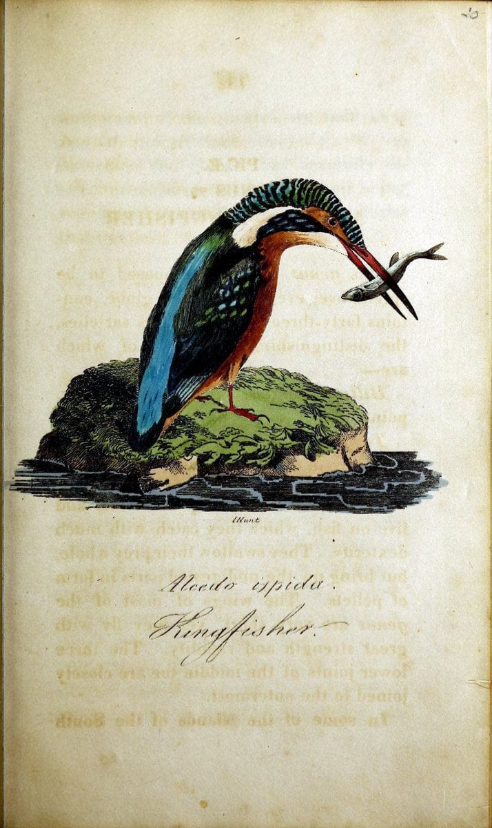 British ornithology :.Norwich :Bacon,1815-22.  | Birds "Great Britain" "Pictorial works"  | Vintage Print Reproduction 464689