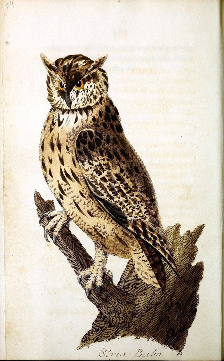 British ornithology :.Norwich :Bacon,1815-22.  | Birds "Great Britain" "Pictorial works"  | Vintage Print Reproduction 464690