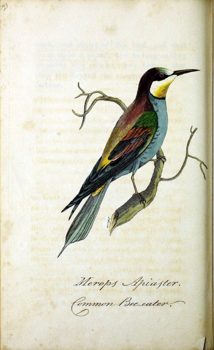 British ornithology :.Norwich :Bacon,1815-22.  | Birds "Great Britain" "Pictorial works"  | Vintage Print Reproduction 464691