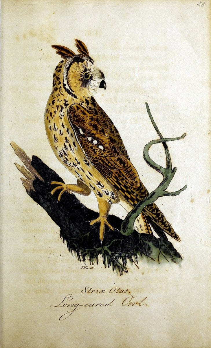 British ornithology :.Norwich :Bacon,1815-22.  | Birds "Great Britain" "Pictorial works"  | Vintage Print Reproduction 464692