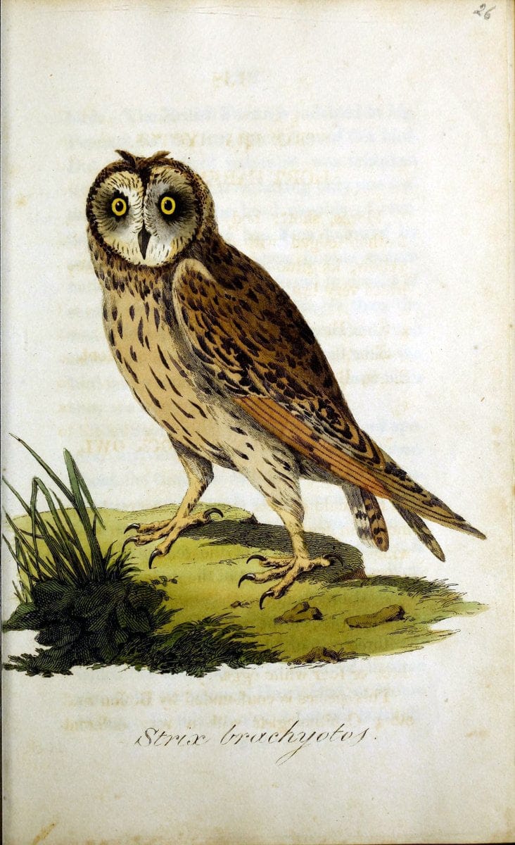 British ornithology :.Norwich :Bacon,1815-22.  | Birds "Great Britain" "Pictorial works"  | Vintage Print Reproduction 464693