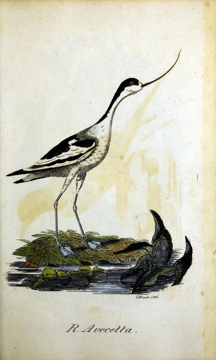 British ornithology :.Norwich :Bacon,1815-22.  | Birds "Great Britain" "Pictorial works"  | Vintage Print Reproduction 464694