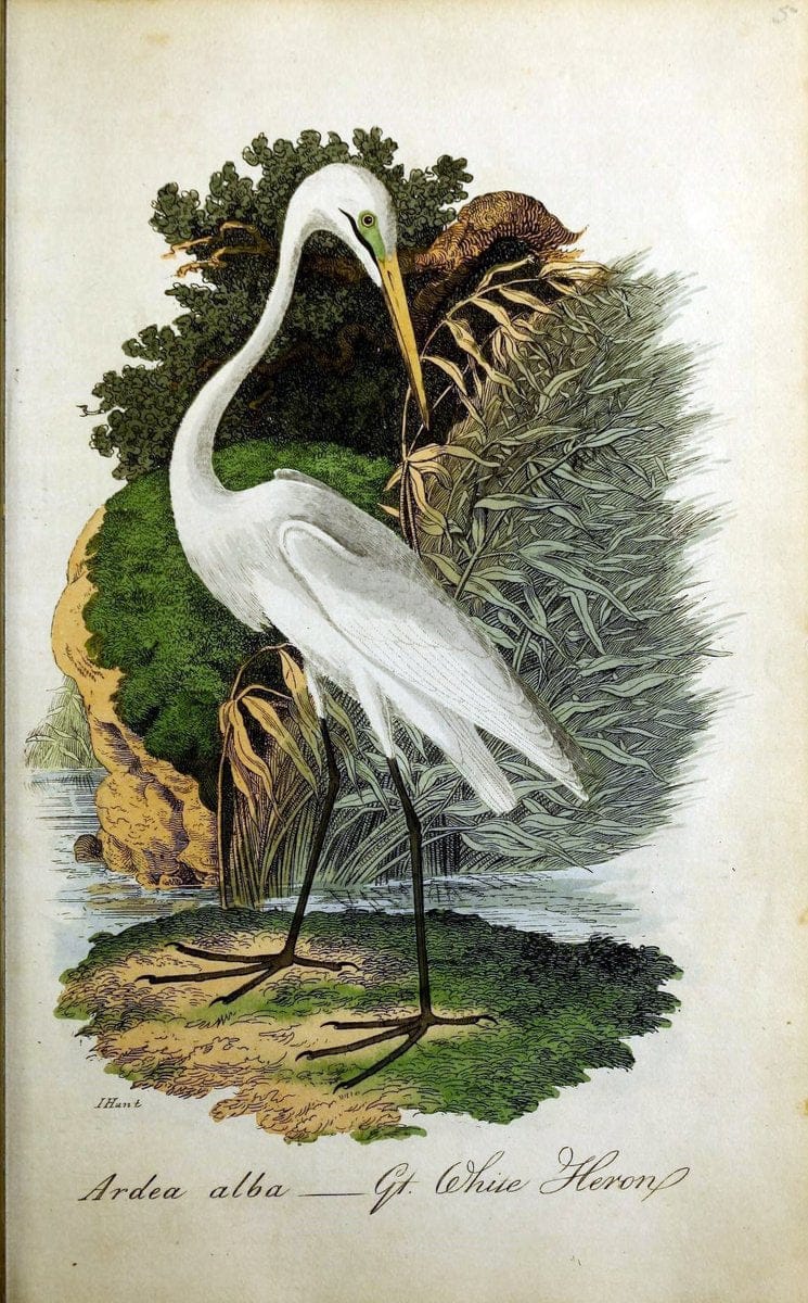 British ornithology :.Norwich :Bacon,1815-22.  | Birds "Great Britain" "Pictorial works"  | Vintage Print Reproduction 464695