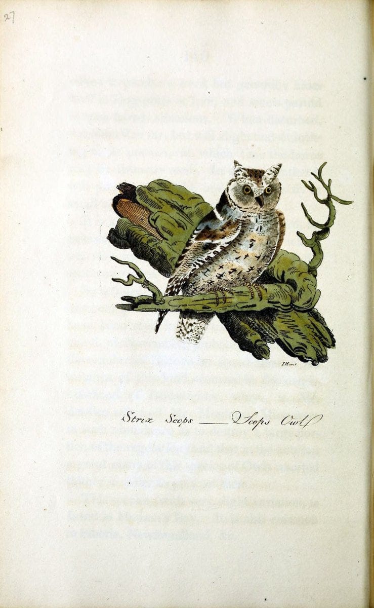 British ornithology :.Norwich :Bacon,1815-22.  | Birds "Great Britain" "Pictorial works"  | Vintage Print Reproduction 464696