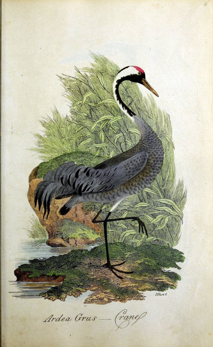 British ornithology :.Norwich :Bacon,1815-22.  | Birds "Great Britain" "Pictorial works"  | Vintage Print Reproduction 464697