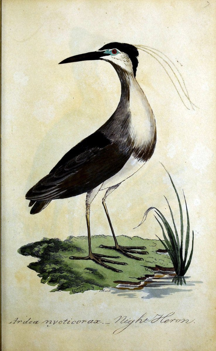 British ornithology :.Norwich :Bacon,1815-22.  | Birds "Great Britain" "Pictorial works"  | Vintage Print Reproduction 464698