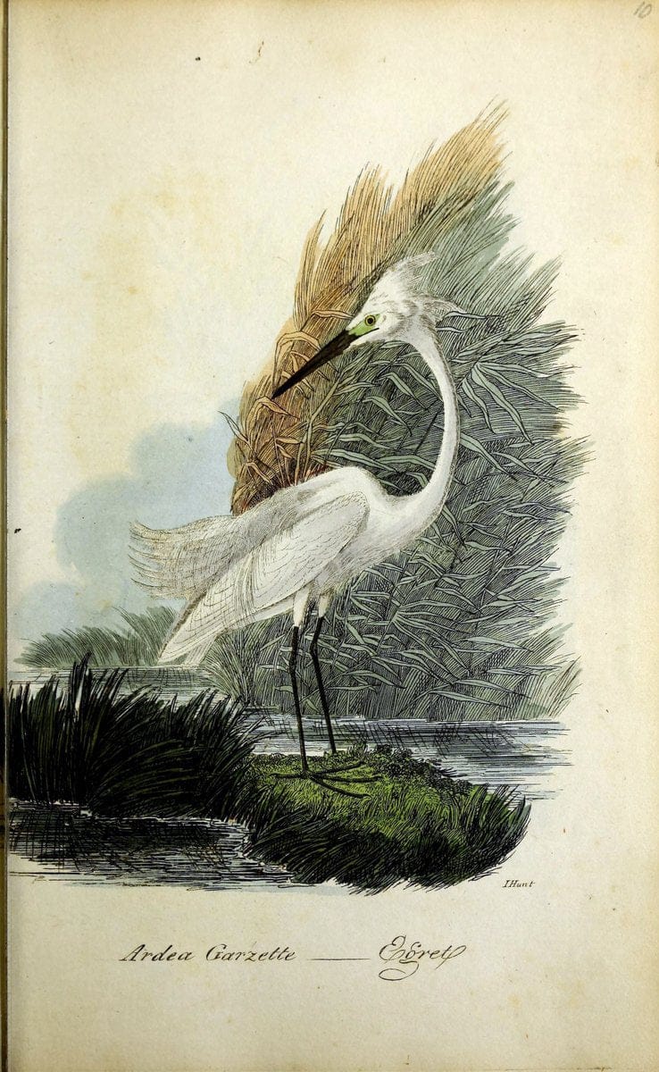 British ornithology :.Norwich :Bacon,1815-22.  | Birds "Great Britain" "Pictorial works"  | Vintage Print Reproduction 464702