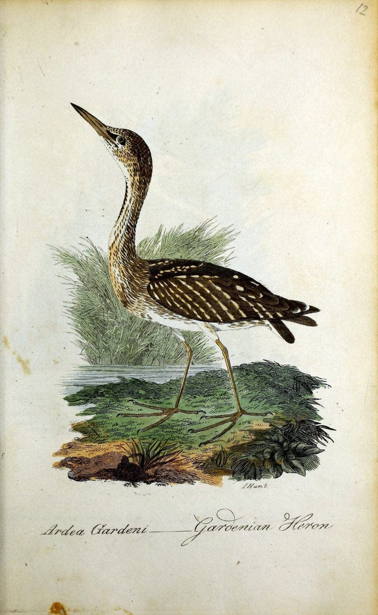 British ornithology :.Norwich :Bacon,1815-22.  | Birds "Great Britain" "Pictorial works"  | Vintage Print Reproduction 464703