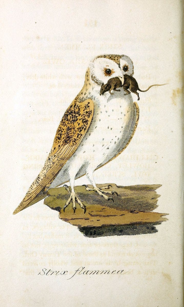 British ornithology :.Norwich :Bacon,1815-22.  | Birds "Great Britain" "Pictorial works"  | Vintage Print Reproduction 464704