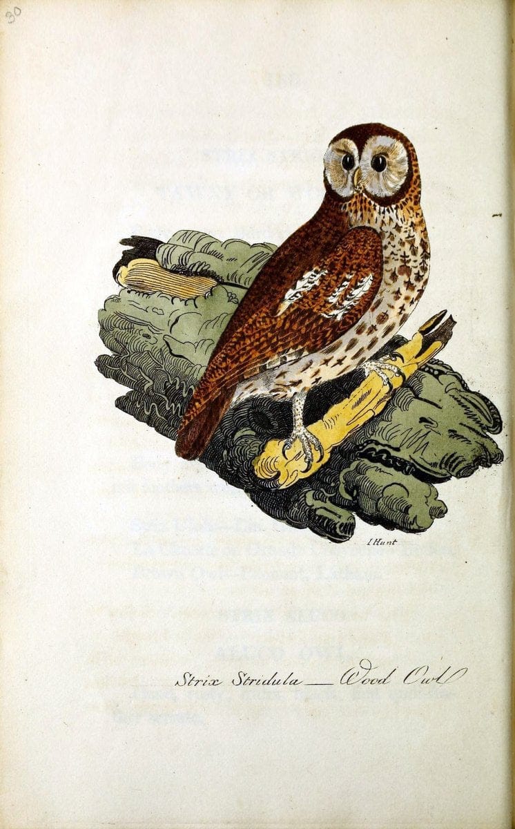 British ornithology :.Norwich :Bacon,1815-22.  | Birds "Great Britain" "Pictorial works"  | Vintage Print Reproduction 464708