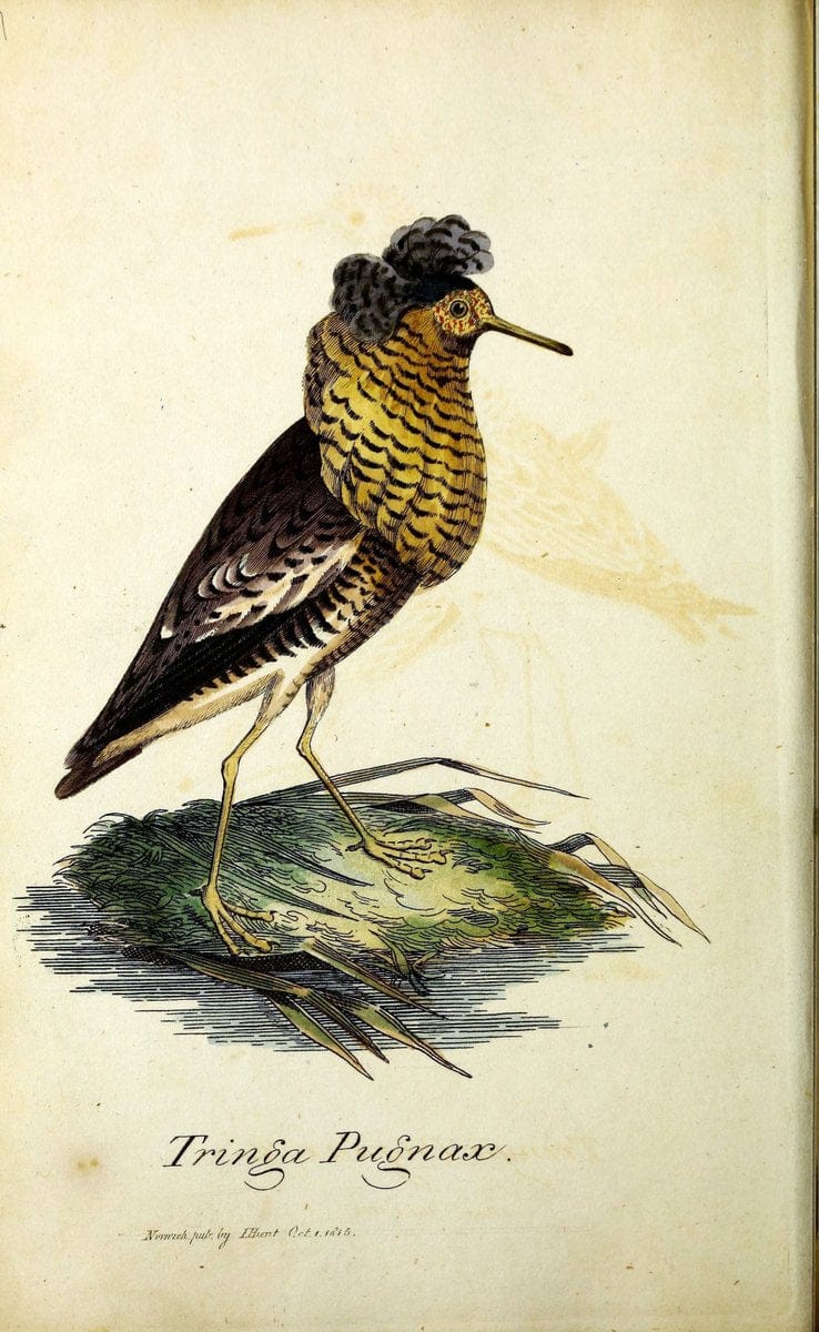 British ornithology :.Norwich :Bacon,1815-22.  | Birds "Great Britain" "Pictorial works"  | Vintage Print Reproduction 464709