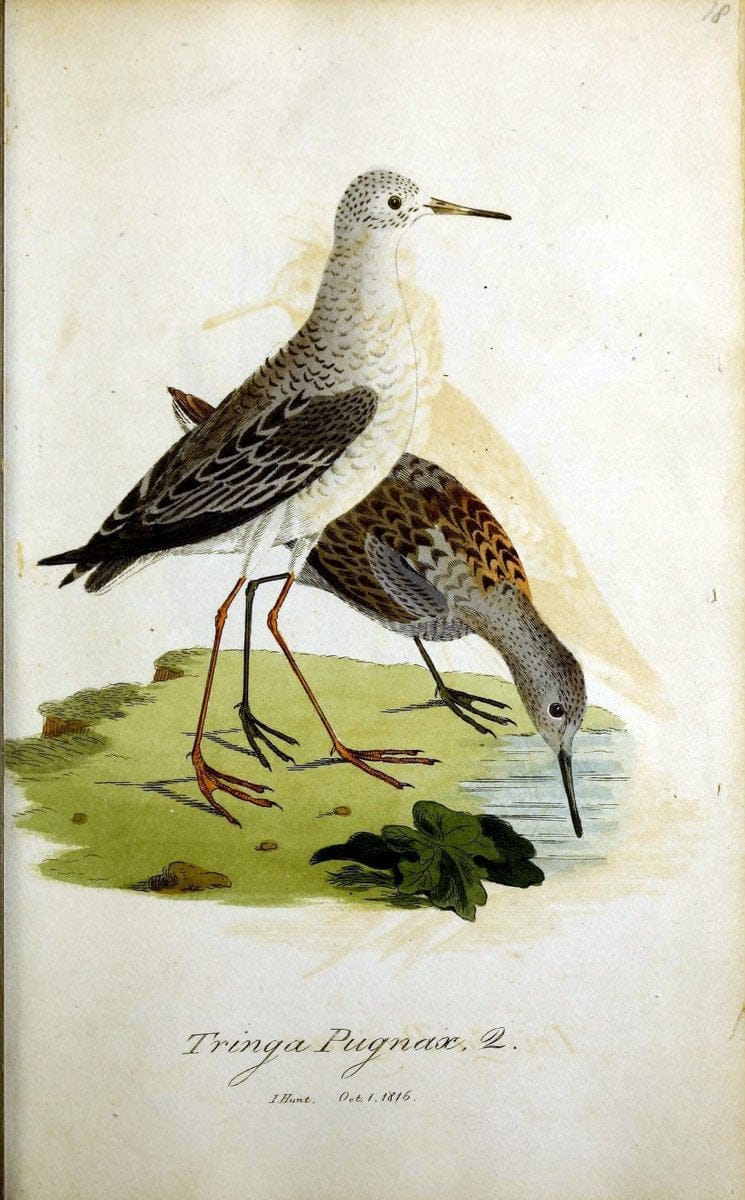 British ornithology :.Norwich :Bacon,1815-22.  | Birds "Great Britain" "Pictorial works"  | Vintage Print Reproduction 464710