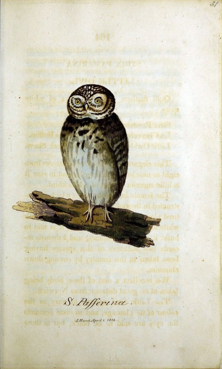 British ornithology :.Norwich :Bacon,1815-22.  | Birds "Great Britain" "Pictorial works"  | Vintage Print Reproduction 464712