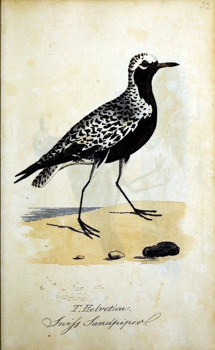 British ornithology :.Norwich :Bacon,1815-22.  | Birds "Great Britain" "Pictorial works"  | Vintage Print Reproduction 464713