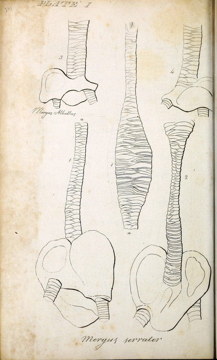 British ornithology :.Norwich :Bacon,1815-22.  | Birds "Great Britain" "Pictorial works"  | Vintage Print Reproduction 464714