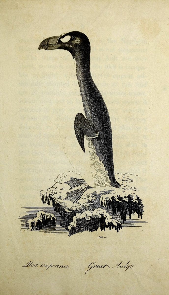 British ornithology :.Norwich :Bacon,1815-22.  | Birds "Great Britain" "Pictorial works"  | Vintage Print Reproduction 464721