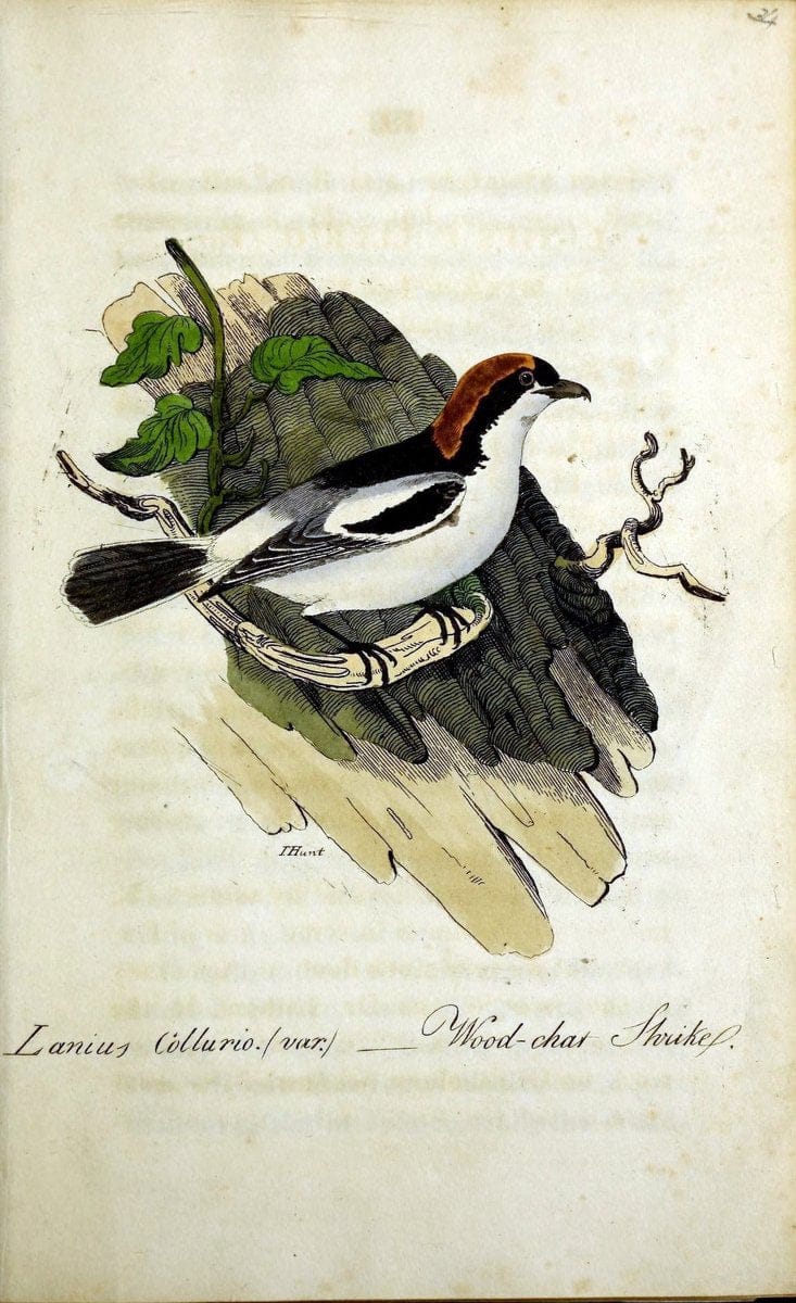 British ornithology :.Norwich :Bacon,1815-22.  | Birds "Great Britain" "Pictorial works"  | Vintage Print Reproduction 464723